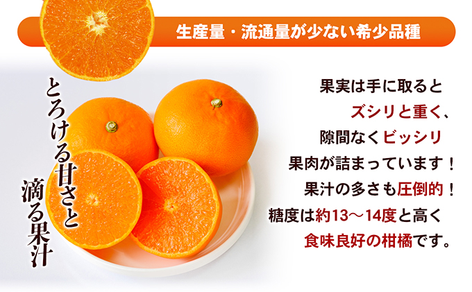 【数量限定 今季最終受付】愛媛県産せとか（ハウス）約2.7kg[50R0846] 【高島屋選定品】L～３Lサイズ(10～15玉) 1月下旬頃～順次発送＜旬 化粧箱 ギフト 高級 甘い みかん    フルーツ＞ [No.5310-0042]