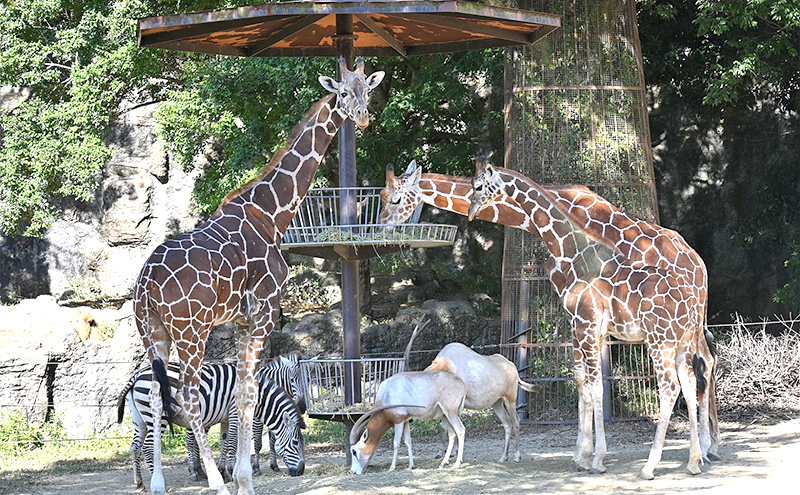 縺ィ縺ケ蜍慕黄蝨偵悟ケエ髢薙ヱ繧ケ繝昴シ繝医 繝√こ繝繝 蜈・蝣エ蛻ク 蜆ェ蠕蛻ク 螟ァ隕乗ィ。 繧ク繝繝励Λ繧、繝ウ