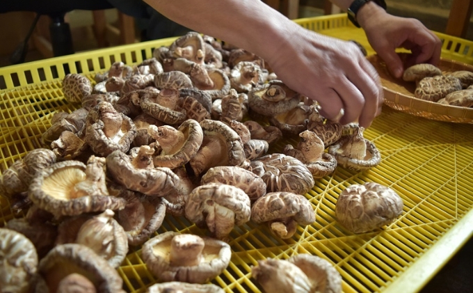 【道の駅ひろた】乾しいたけ180g　化粧箱入り 乾物 干し椎茸 野菜 食材 きのこ 乾燥椎茸 国産 日本産 和食 日本食 料理 調理 