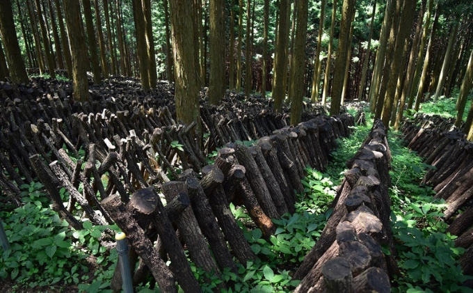 【道の駅ひろた】乾しいたけ180g　化粧箱入り 乾物 干し椎茸 野菜 食材 きのこ 乾燥椎茸 国産 日本産 和食 日本食 料理 調理 