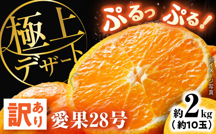 みかん 訳あり愛果28号 サイズ不揃い 約2kg 約10玉【12月上旬から12月下旬まで順次発送】 / フルーツ 果物 蜜柑 ミカン オレンジ 小玉 甘い 先行予約 2kg 愛媛 / 愛媛県砥部町/株式会社電子食品流通研究所 [BJBL001]