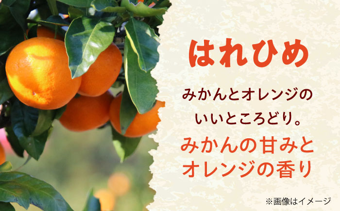 みかん 訳あり はれひめ 約3kg サイズ不揃い【12月上旬から翌年1月上旬まで順次発送】 / フルーツ 果物 蜜柑 ミカン オレンジ 訳あり 訳アリ 小玉 甘い 先行予約 3kg 愛媛 / 愛媛県砥部町/えひめ農園組合 [BJAZ003]