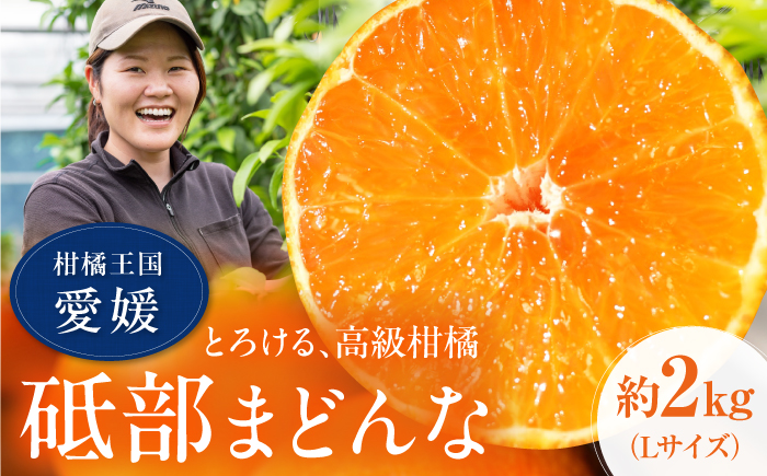 みかん 紅まどんな 約2kg【11月中旬から12月下旬まで順次発送】/ フルーツ 果物 柑橘 蜜柑 ミカン オレンジ まどんな マドンナ 紅マドンナ 砥部まどんな 愛果28号 約2kg 甘い 先行予約 箱 贈答 ギフト プレゼント / 愛媛県砥部町/TOBE Orange Lab [BJCY001]