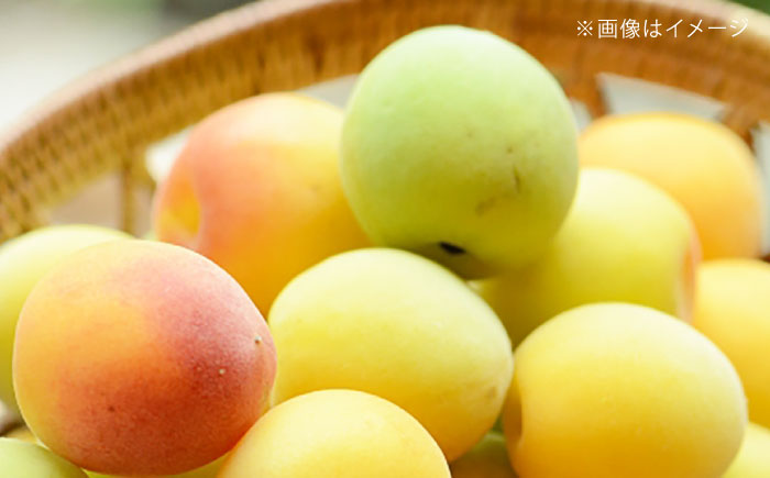 リキュール 果実系リキュール 呑み比べ 4本セット / お酒 果実酒セット 詰め合わせ 飲み比べセット リキュール / 愛媛県砥部町/愛媛県酒造協同組合 [BJAV001]