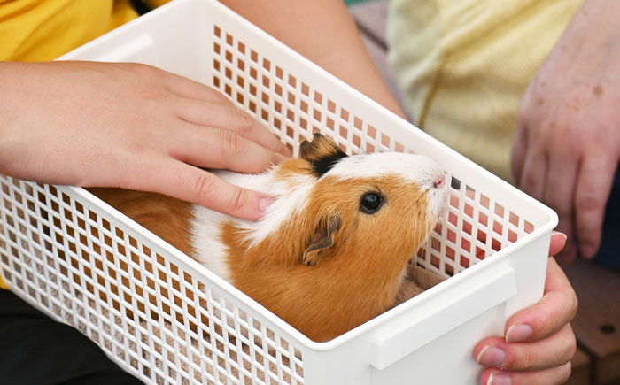 入場券 とべ動物園「年間パスポート」 1枚 / 動物園 チケット 年パス 入場券 優待券 招待券 施設利用券 / 愛媛県砥部町/愛媛県動物園協会(砥部町地域振興課) [BJCA002]