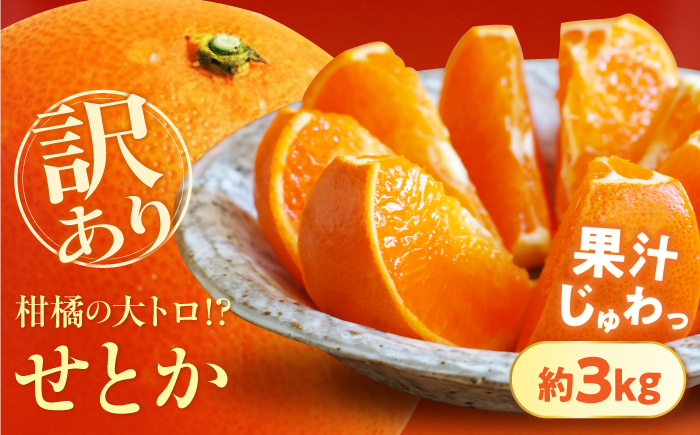 みかん 訳あり せとか 約3kg サイズ不揃い【1月下旬から2月中旬まで順次発送】/ フルーツ 果物 蜜柑 ミカン オレンジ 訳あり 訳アリ 小玉 甘い 先行予約 3kg 愛媛 / 愛媛県砥部町/株式会社フルーツファーム健治郎 [BJBE002]