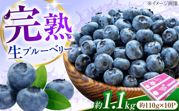 ブルーベリー 生ブルーベリー110ｇ×10パック【7月上旬から8月下旬まで順次発送】 / 冷蔵 フルーツ 果物 ブルーベリー 生 ジャム スムージー ドリンク / 愛媛県砥部町/西岡さん家のみかん園 [BJBG004]