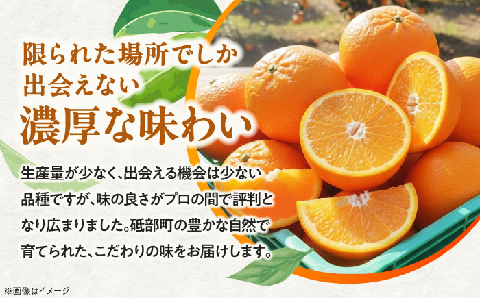 みかん 農六 約5kg【2月上旬から3月下旬まで順次発送】 / フルーツ 果物 蜜柑 ミカン オレンジ 小玉 甘い 先行予約 5kg 愛媛 / 愛媛県砥部町/和氣隆司 [BJBF001]