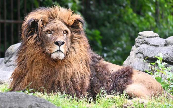入場券 とべ動物園「年間パスポート」 1枚 / 動物園 チケット 年パス 入場券 優待券 招待券 施設利用券 / 愛媛県砥部町/愛媛県動物園協会(砥部町地域振興課) [BJCA002]