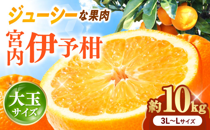 みかん 宮内伊予柑 いよかん 約10kg 3L-L サイズ【1月から2月中旬まで順次発送】/ フルーツ 果物 蜜柑 ミカン オレンジ 甘い 先行予約 10kg 愛媛 / 愛媛県砥部町/えひめ中央農業協同組合 [BJCG004]