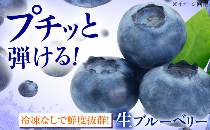 ブルーベリー 生ブルーベリー110ｇ×10パック【7月上旬から8月下旬まで順次発送】 / 冷蔵 フルーツ 果物 ブルーベリー 生 ジャム スムージー ドリンク / 愛媛県砥部町/西岡さん家のみかん園 [BJBG004]