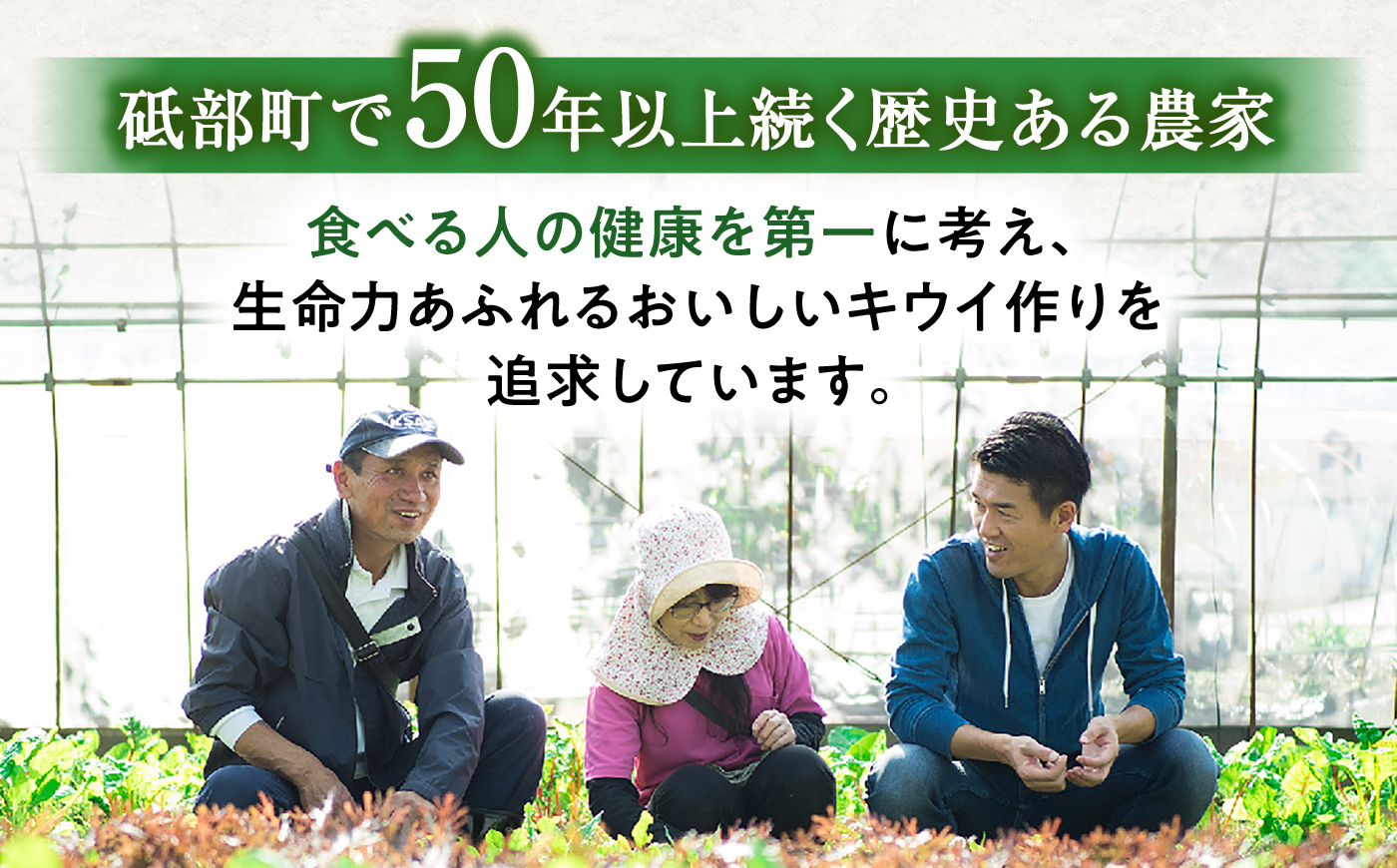 キウイ 訳あり キウイフルーツ ヘイワード サイズ不揃い 約3kg 30個前後 / フルーツ 果物 キウイフルーツ キウイ キューイ キゥイ キュウイ 甘い 先行予約 3kg 愛媛 / 愛媛県砥部町/株式会社電子食品流通研究所 [BJBL005]