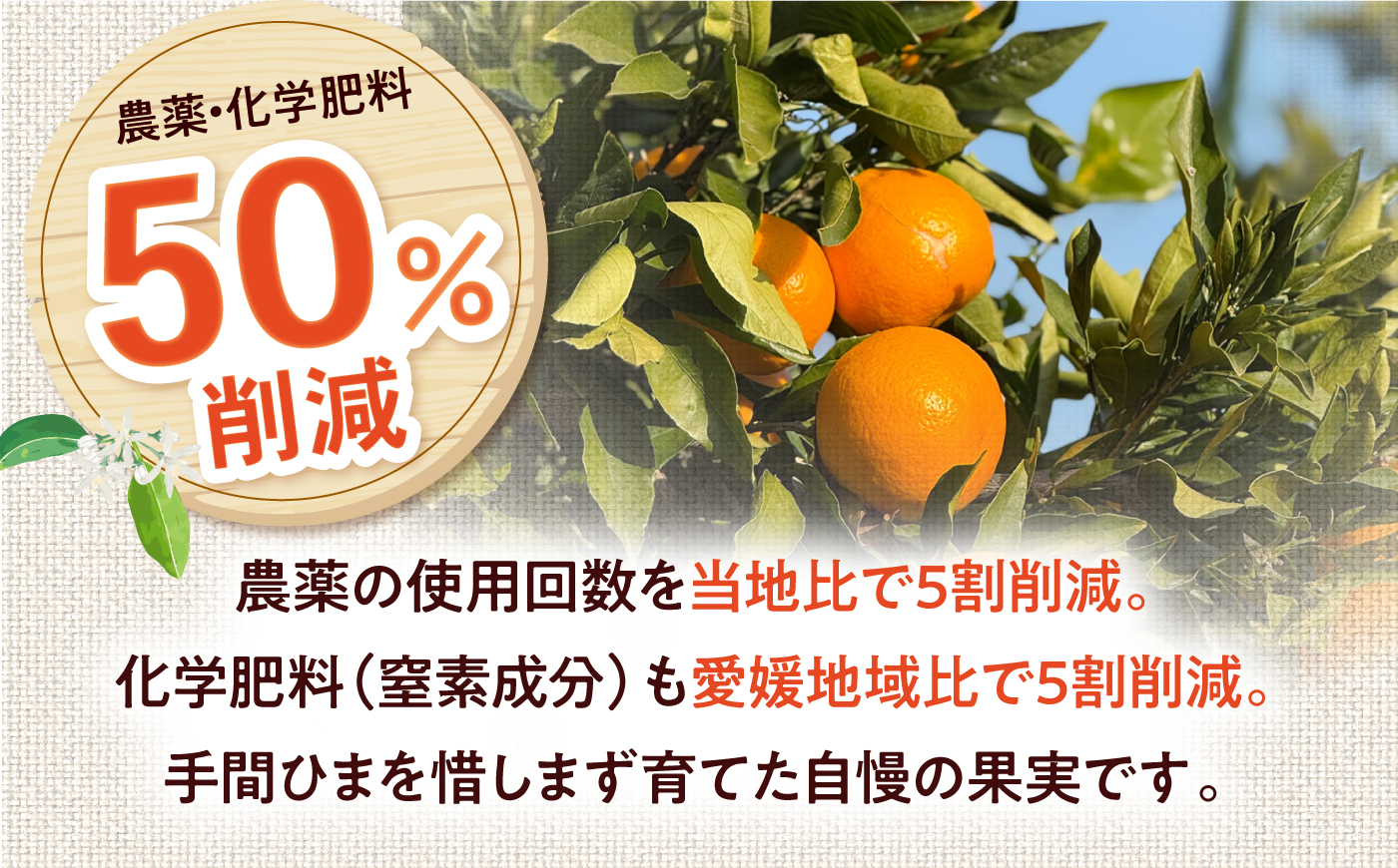 みかん 訳あり 愛果28号 約1kg サイズ不揃い【12月中旬から翌年1月中旬まで順次発送】 / フルーツ 果物 蜜柑 ミカン オレンジ 訳あり 訳アリ 小玉 甘い 先行予約 1kg 愛媛 / 愛媛県砥部町/えひめ農園組合 [BJAZ015]
