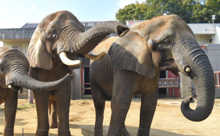 入場券 とべ動物園「年間パスポート」 1枚 / 動物園 チケット 年パス 入場券 優待券 招待券 施設利用券 / 愛媛県砥部町/愛媛県動物園協会(砥部町地域振興課) [BJCA002]