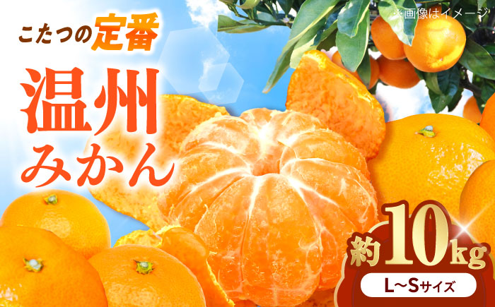 みかん 温州みかん 約10kg L-Sサイズ【11月から12月まで順次発送】 / フルーツ 果物 蜜柑 ミカン オレンジ 小玉 甘い 先行予約 10kg 愛媛 / 愛媛県砥部町/えひめ中央農業協同組合 [BJCG003]