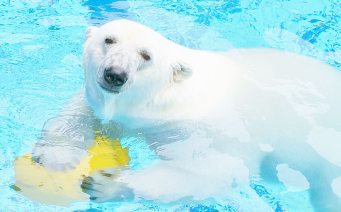 入場券 とべ動物園「年間パスポート」 1枚 / 動物園 チケット 年パス 入場券 優待券 招待券 施設利用券 / 愛媛県砥部町/愛媛県動物園協会(砥部町地域振興課) [BJCA002]