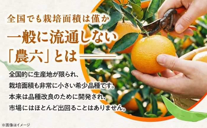 みかん 農六 約5kg【2月上旬から3月下旬まで順次発送】 / フルーツ 果物 蜜柑 ミカン オレンジ 小玉 甘い 先行予約 5kg 愛媛 / 愛媛県砥部町/和氣隆司 [BJBF001]