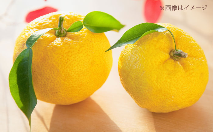 リキュール 果実系リキュール 呑み比べ 4本セット / お酒 果実酒セット 詰め合わせ 飲み比べセット リキュール / 愛媛県砥部町/愛媛県酒造協同組合 [BJAV001]