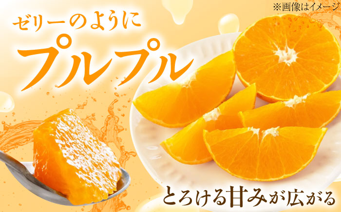みかん 愛果28号 約2.7kg M-Lサイズ【12月上旬から2月下旬まで順次発送】 / フルーツ 果物 蜜柑 ミカン オレンジ 甘い 先行予約 約 3kg 愛媛 / 愛媛県砥部町/西岡さん家のみかん園 [BJBG001]