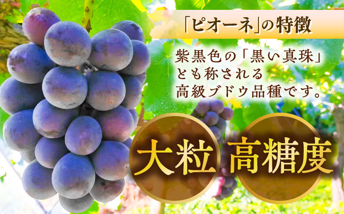 【先行予約】種無しピオーネ2kg／ぶどう 種なし フルーツ くだもの 内子町 四国 愛媛県 【フルーツファームやまおか】 [BKCO001]