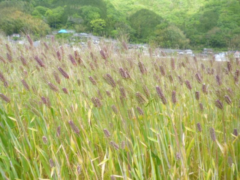 内子町産 もち麦（8kg）