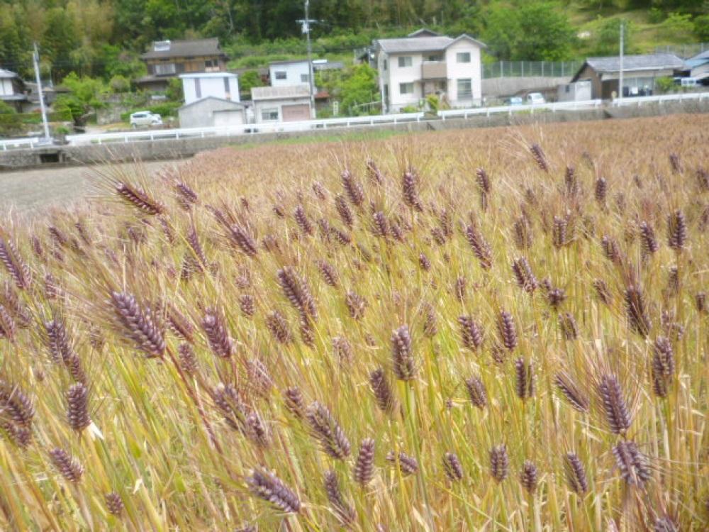 内子町産 もち麦（10kg）