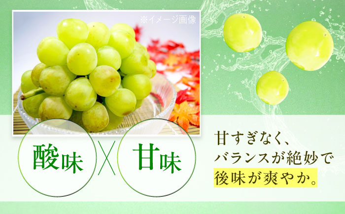 【先行予約】瀬戸ジャイアンツ 約2kg1箱（4房〜6房）＜2026年8月下旬から発送＞/ 瀬戸ジャイアンツ ぶどう ブドウ 葡萄 マスカット ますかっと 愛媛県 愛媛 内子町 フルーツ 果物 送料無料 美味しい おすすめ 人気 皮ごと 特産品 四国 国産 【有限会社ふじブドウ園】 [BKCW001]
