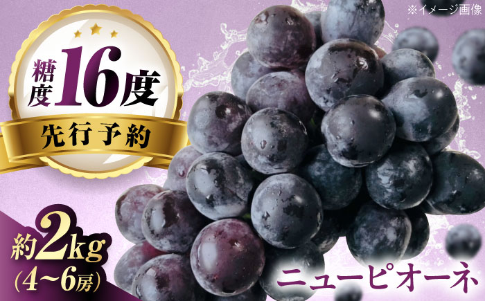 【先行予約】ニューピオーネ 約2kg1箱（4房〜6房）＜2026年8月中旬から発送＞/ ニューピオーネ ぶどう ブドウ 葡萄 愛媛県 愛媛 内子町 フルーツ 果物 送料無料 美味しい おすすめ 人気 特産品 四国 国産 【有限会社ふじブドウ園】 [BKCW004]