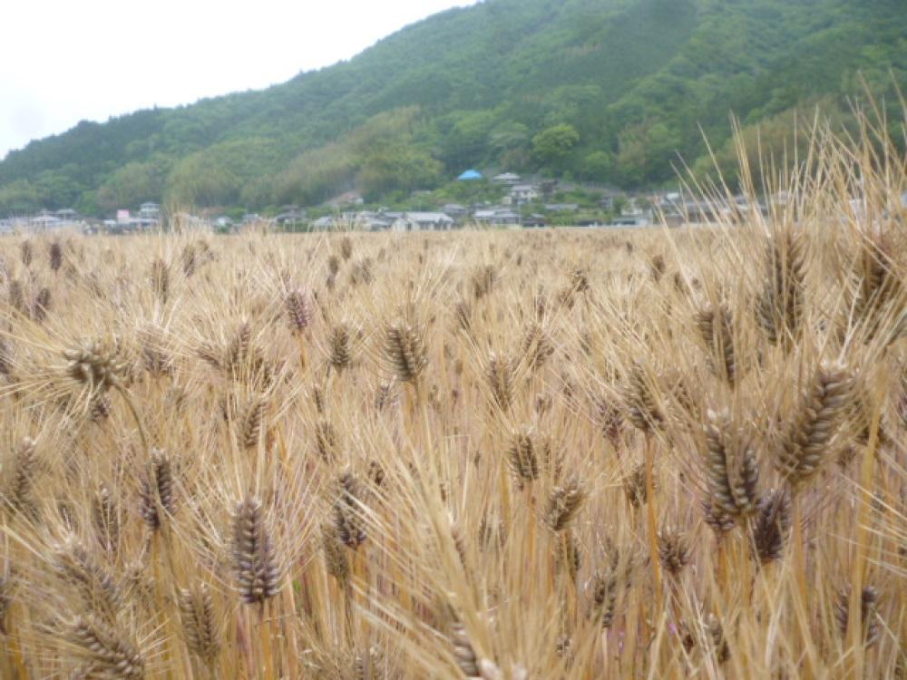 内子町産 もち麦（6kg）