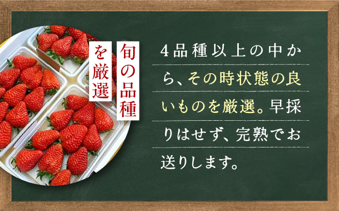 【先行予約】季節のイチゴ詰め合わせ 400g×4パック ＜2026年4月下旬以降発送＞ ／ いちご イチゴ 苺 果物 フルーツ 国産 産地直送 農家直送【周年観光農園エコファームうちこ】 [BKBW003]