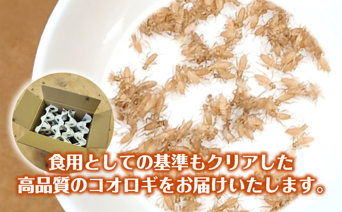 毎週土曜日お届け限定 活きヨーロッパイエコオロギSサイズ500匹／コオロギ 生餌 こおろぎ ペット用 爬虫類 エサ 餌 内子町 四国 愛媛県 【株式会社ヒューネット風の谷うちこおろぎファーム】 [BKBN004]