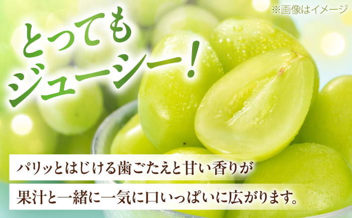 【先行予約】シャインマスカット 秀品 2房 約1kg ＜2026年8月下旬〜発送開始＞ ／ シャインマスカット 大人気 愛媛県 美味しい 人気 皮ごと 葡萄 ブドウ 愛媛県産 内子町産 新鮮 旬 フルーツ 果物 くだもの【株式会社フジ・アグリフーズ】[BKAY003]