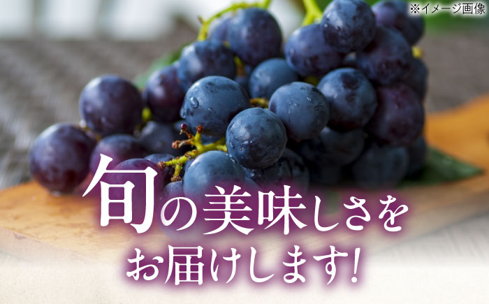 【先行予約】巨峰 約2kg1箱（4房〜6房）＜2026年8月中旬から発送＞/ 巨峰 ぶどう ブドウ 葡萄 愛媛県 愛媛 内子町 フルーツ 果物 送料無料 美味しい おすすめ 人気 特産品 四国 国産 【有限会社ふじブドウ園】 [BKCW003]