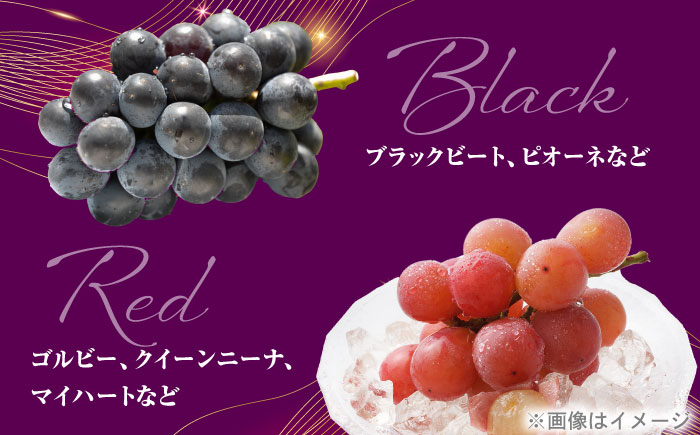 【先行予約】＜赤秀＞ 種無しぶどう 食べ比べ セット 3〜5房 2kg ／ ぶどう ブドウ 葡萄 果物 フルーツ 国産 産地直送 農家直送 愛媛県 内子町産 四国 【藤友巨峰園】 [BKCI001]