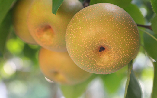 内子町産　幸水梨【12～16玉】★2025年8月上旬から発送★【北海道・沖縄配送不可】