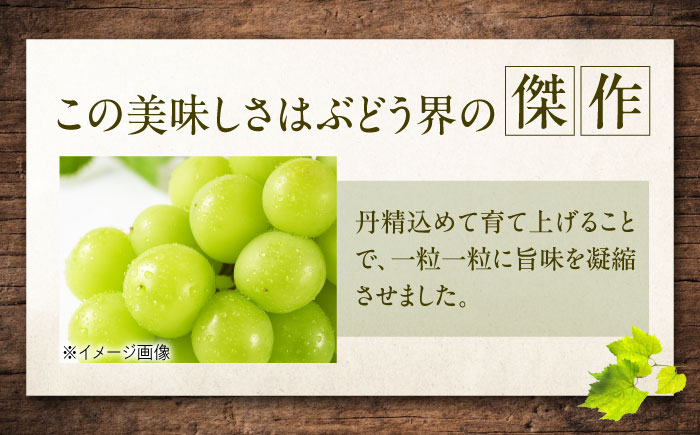 【先行予約】シャインマスカット 約2kg1箱（4房〜6房）＜2026年8月中旬から発送＞/ シャインマスカット マスカット ますかっと ぶどう ブドウ 葡萄 愛媛県 愛媛 内子町 フルーツ 果物 送料無料 美味しい おすすめ 人気 皮ごと 特産品 国産 【有限会社ふじブドウ園】 [BKCW005]