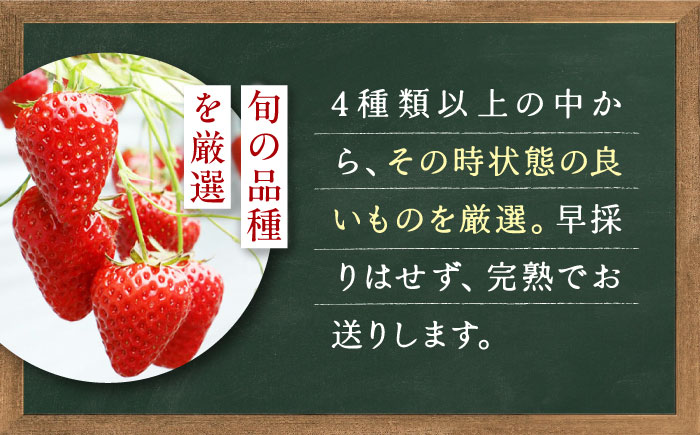 【先行予約】季節のイチゴ詰め合わせ 400g×2パック ＜2026年4月下旬以降発送＞ ／ いちご イチゴ 苺 果物 フルーツ 国産 産地直送 農家直送【周年観光農園エコファームうちこ】 [BKBW002]