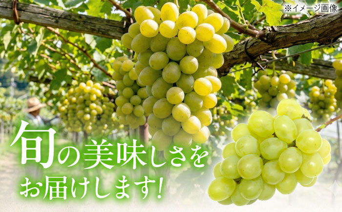 【先行予約】ロザリオ・ビアンコ 約2kg1箱（4房〜6房）＜2026年8月下旬から発送＞/ ロザリオ・ビアンコ ぶどう ブドウ 葡萄 愛媛県 愛媛 内子町 フルーツ 果物 送料無料 美味しい おすすめ 人気 皮ごと 特産品 四国 国産 【有限会社ふじブドウ園】 [BKCW002]
