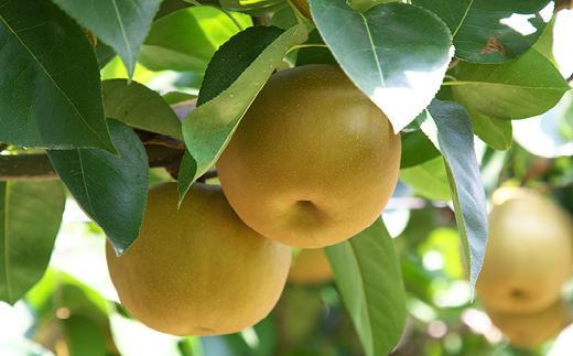 内子町産　豊水梨【10～16玉】★2025年8月下旬から発送★【北海道・沖縄配送不可】