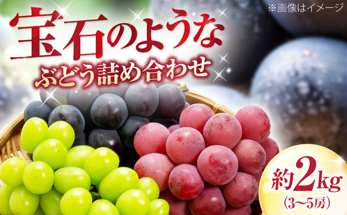 福岡巨峰園の厳選ぶどう詰め合わせ（種無し） 約2kg 3〜5房入 〈2026年8月〜発送〉 ／ フルーツ 果物 くだもの 食品 人気 おすすめ 送料無料 ぶどう ブドウ 葡萄 食べ比べ セット 【株式会社内子フレッシュパークからり】 [BKAD041]