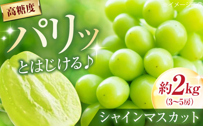 井上農園のシャインマスカット 約2kg 3〜5房入 〈2026年8月〜発送〉 ／ フルーツ 果物 くだもの 食品 人気 おすすめ 送料無料 シャインマスカット マスカット ますかっと 葡萄 【株式会社内子フレッシュパークからり】 [BKAD043]