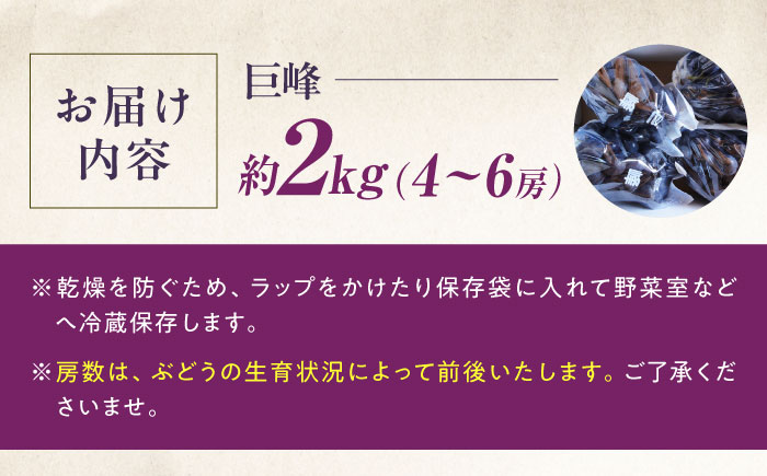 【先行予約】巨峰 約2kg1箱（4房〜6房）＜2026年8月中旬から発送＞/ 巨峰 ぶどう ブドウ 葡萄 愛媛県 愛媛 内子町 フルーツ 果物 送料無料 美味しい おすすめ 人気 特産品 四国 国産 【有限会社ふじブドウ園】 [BKCW003]