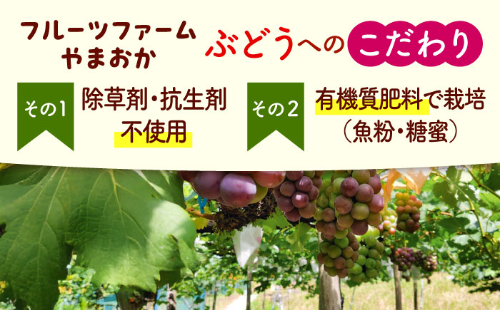 【先行予約】種無しピオーネ2kg／ぶどう 種なし フルーツ くだもの 内子町 四国 愛媛県 【フルーツファームやまおか】 [BKCO001]