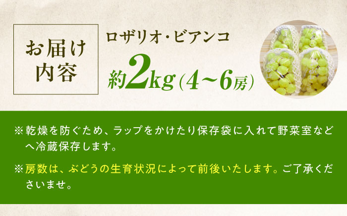 【先行予約】ロザリオ・ビアンコ 約2kg1箱（4房〜6房）＜2026年8月下旬から発送＞/ ロザリオ・ビアンコ ぶどう ブドウ 葡萄 愛媛県 愛媛 内子町 フルーツ 果物 送料無料 美味しい おすすめ 人気 皮ごと 特産品 四国 国産 【有限会社ふじブドウ園】 [BKCW002]