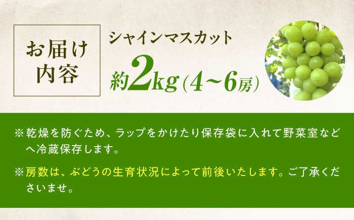 【先行予約】シャインマスカット 約2kg1箱（4房〜6房）＜2026年8月中旬から発送＞/ シャインマスカット マスカット ますかっと ぶどう ブドウ 葡萄 愛媛県 愛媛 内子町 フルーツ 果物 送料無料 美味しい おすすめ 人気 皮ごと 特産品 国産 【有限会社ふじブドウ園】 [BKCW005]
