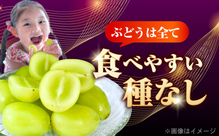 【先行予約】＜赤秀＞ 種無しぶどう 食べ比べ セット 3〜5房 2kg ／ ぶどう ブドウ 葡萄 果物 フルーツ 国産 産地直送 農家直送 愛媛県 内子町産 四国 【藤友巨峰園】 [BKCI001]