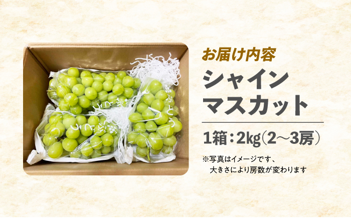 【先行予約】内子町産 朝どり シャインマスカット 2kg【2026年8月下旬から順次発送】 ／ シャインマスカット マスカット ぶどう ブドウ 葡萄 果物 フルーツ 国産 産地直送 農家直送【峯下ぶどう園】 [BKCE001]