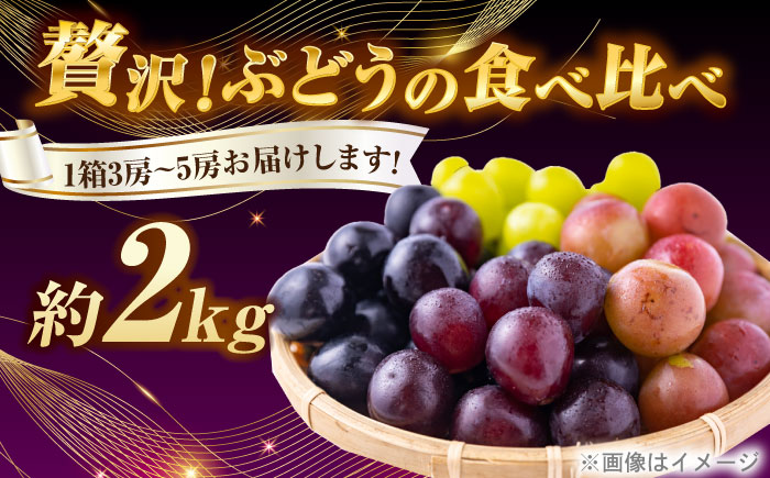 【先行予約】＜赤秀＞ 種無しぶどう 食べ比べ セット 3〜5房 2kg ／ ぶどう ブドウ 葡萄 果物 フルーツ 国産 産地直送 農家直送 愛媛県 内子町産 四国 【藤友巨峰園】 [BKCI001]