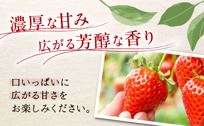 【先行予約】季節のイチゴ詰め合わせ 400g×2パック ＜2026年4月下旬以降発送＞ ／ いちご イチゴ 苺 果物 フルーツ 国産 産地直送 農家直送【周年観光農園エコファームうちこ】 [BKBW002]