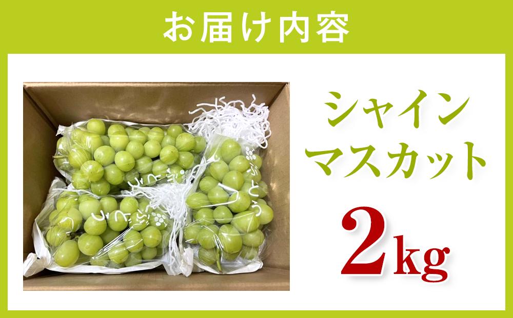 ＜先行予約＞内子町産　朝どりシャインマスカット （2kg）【2025年8月下旬以降発送】